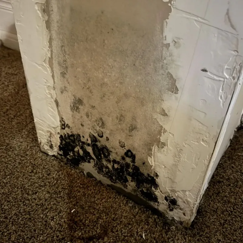 Professional Mold Removal in Portsmouth Heights, VA